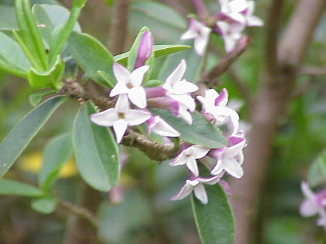 Daphne tangutica (Tangut Daphne) (alternate view 2)