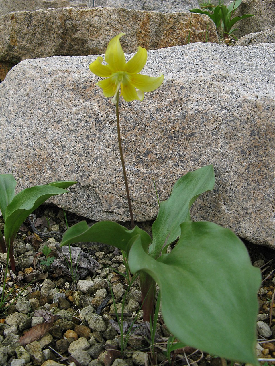 Erythronium 'Pagoda' (Pagoda fawn lily) (alternate view 3)