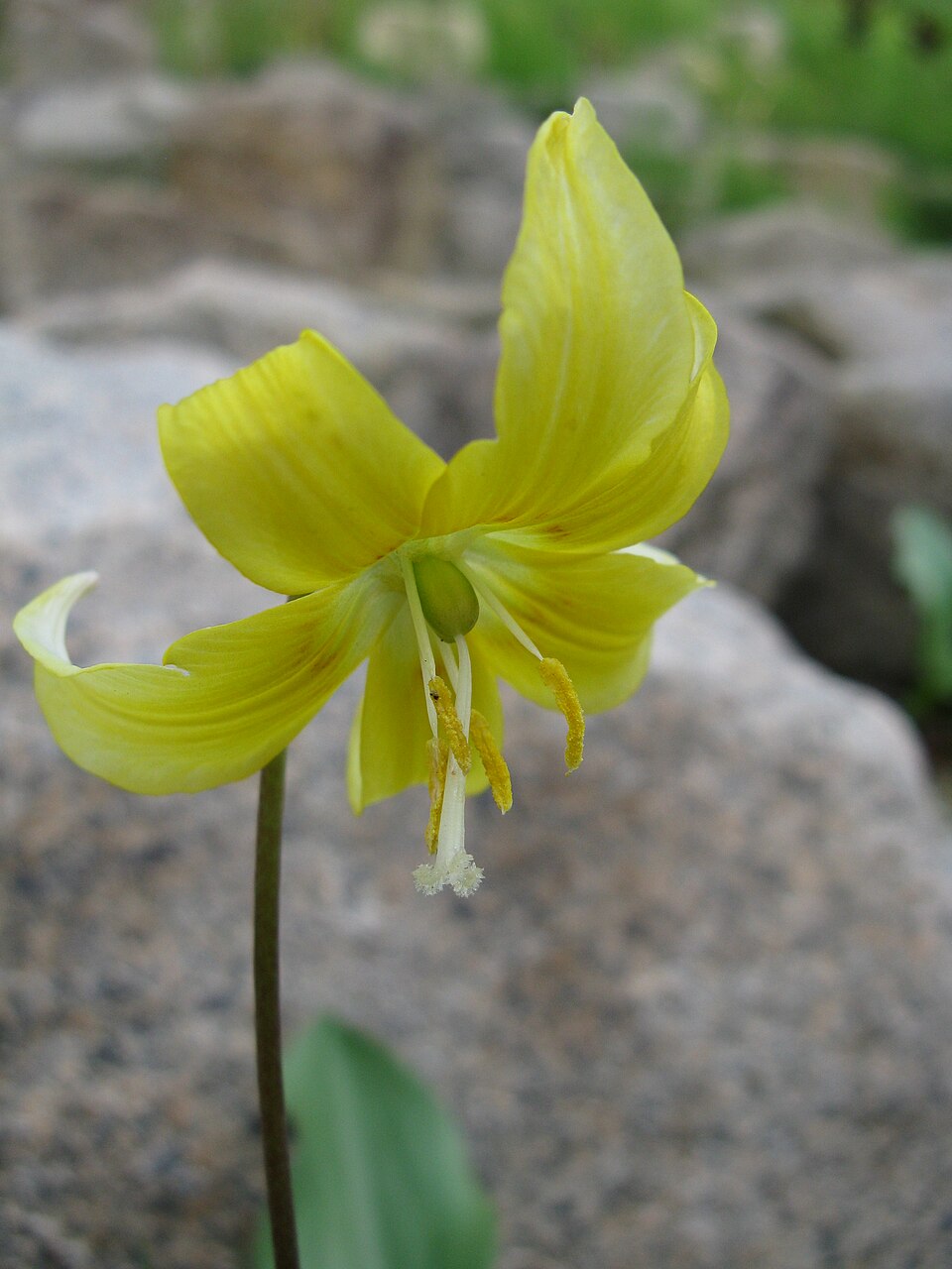 Erythronium 'Pagoda' (Pagoda fawn lily) (alternate view 4)