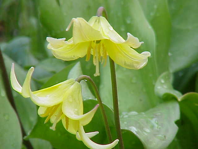 Erythronium 'Pagoda' (Pagoda fawn lily) (alternate view 5)