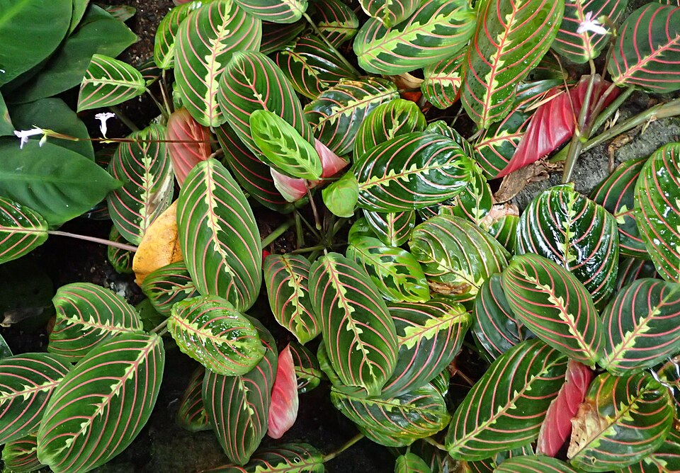 Maranta leuconeura var. erythroneura (Red Prayer Plant) (alternate view 2)