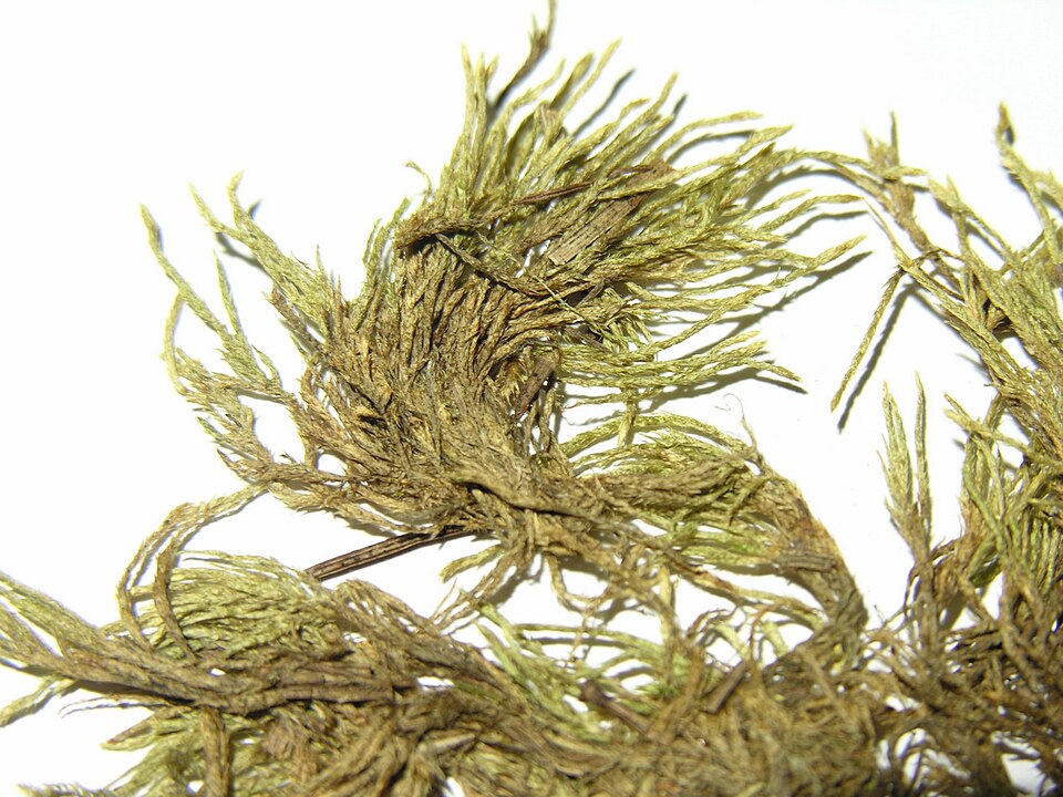 Brachythecium albicans (Whitish Feather-moss)