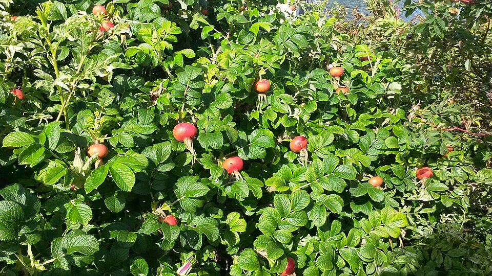Rosa 'Hansa' (Hansa Rose) (alternate view 5)