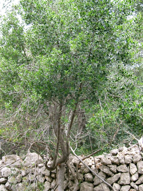 Rhamnus alaternus, Italian buckthorn — upright evergreen (Rhamnaceae) (image 4 of 8)