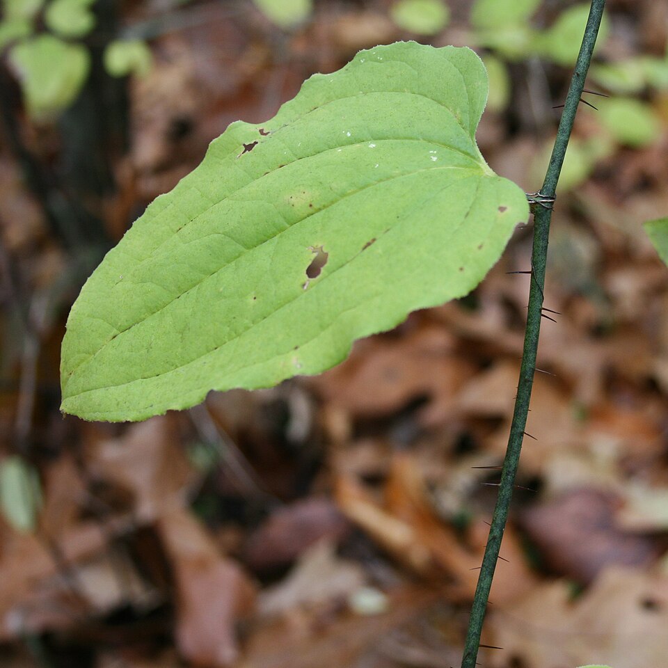 Smilax tamnoides (bristly greenbrier) (alternate view 9)