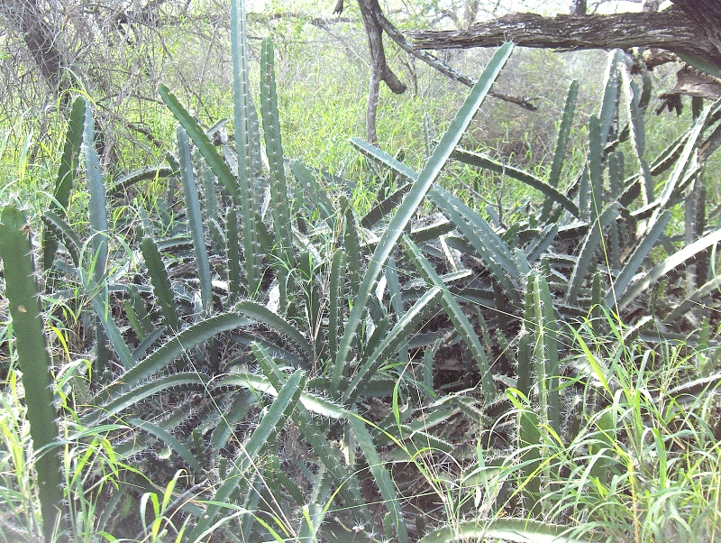 Acanthocereus tetragonus (Fairy Castle Cactus) (alternate view 8)