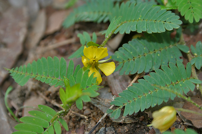 Chamaecrista nictitans (sensitive pea)