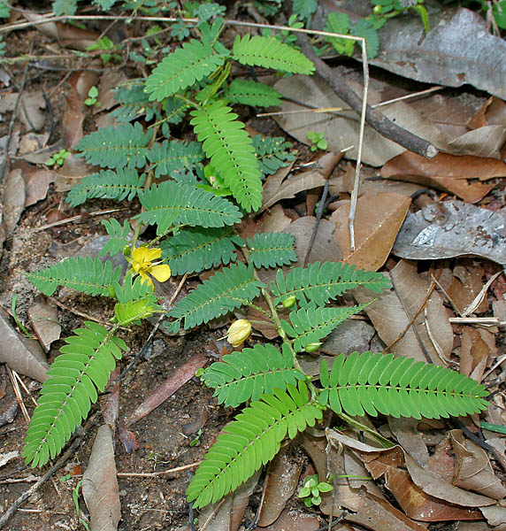 Chamaecrista nictitans (sensitive pea) (alternate view 2)