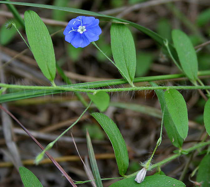 Evolvulus alsinoides (tropical speedwell) (alternate view 9)