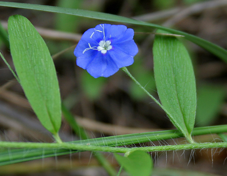Evolvulus alsinoides (tropical speedwell) (alternate view 10)