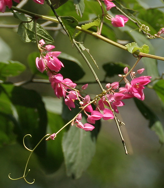 Antigonon leptopus (Coral Vine) (alternate view 8)