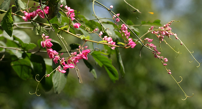 Antigonon leptopus (Coral Vine) (alternate view 9)