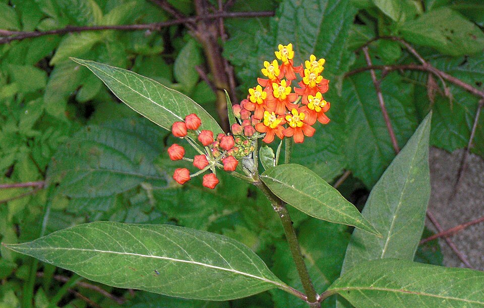 Asclepias curassavica (tropical milkweed)