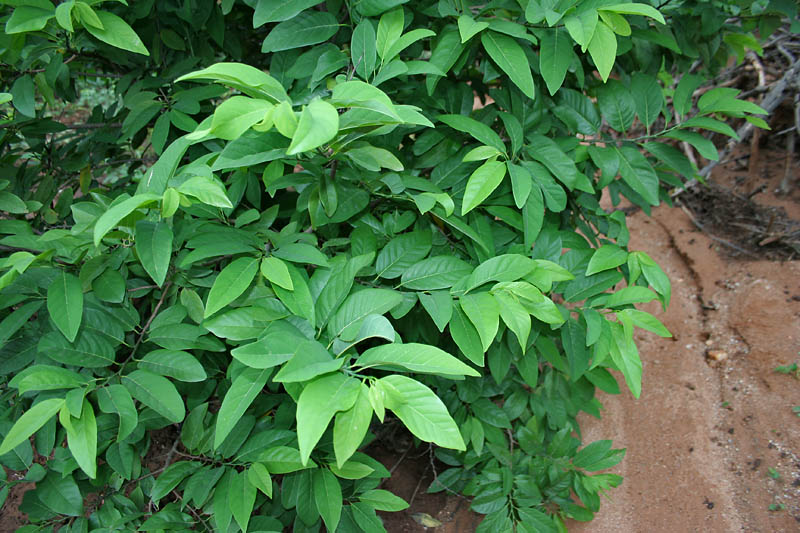 Annona squamosa (Sugar Apple) (alternate view 3)