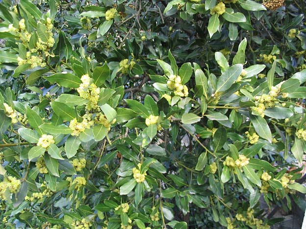 Laurus nobilis (bay laurel)