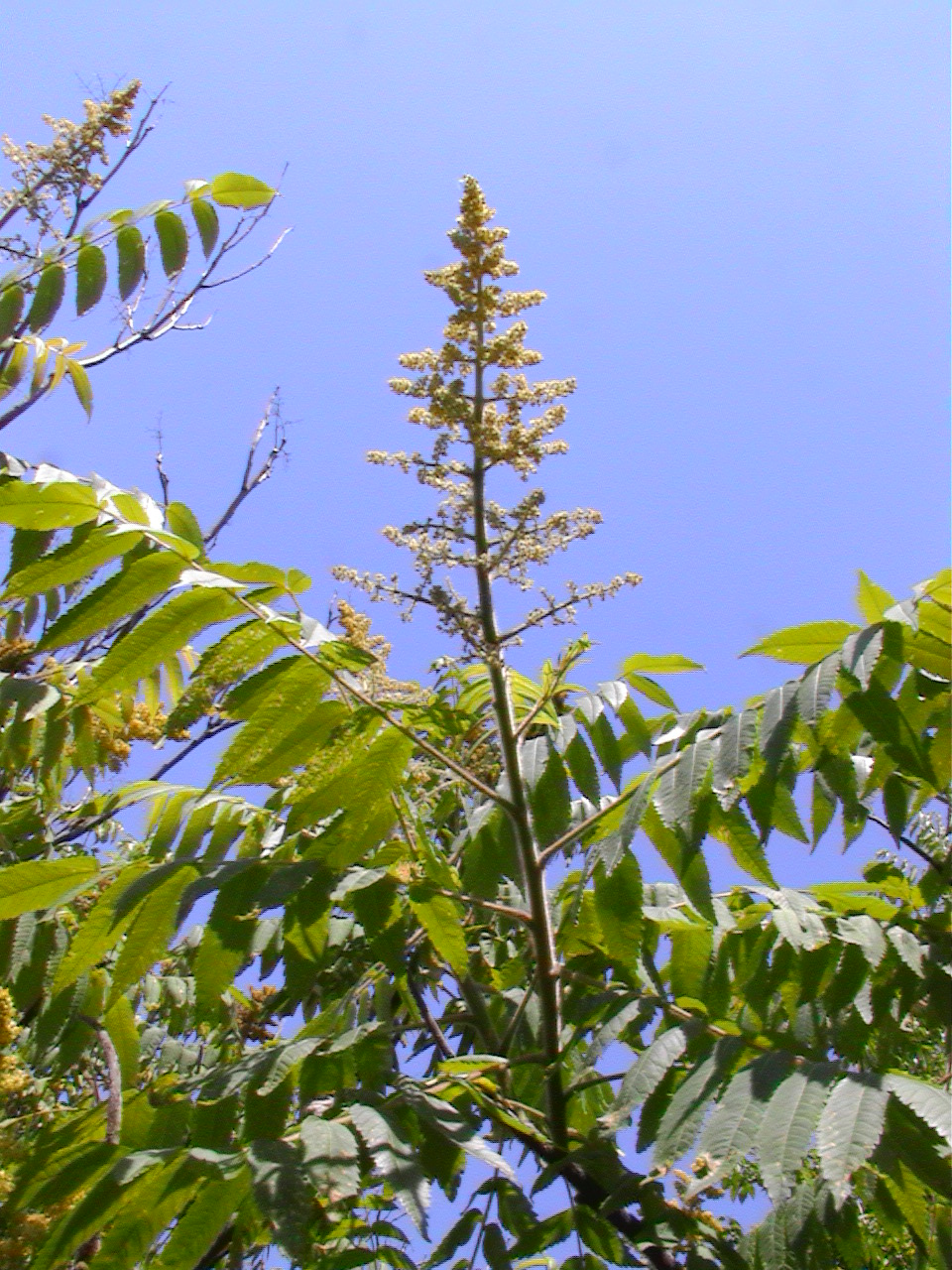 Rhus glabra (smooth sumac) (alternate view 6)