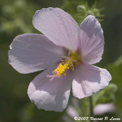 Kosteletzkya pentacarpos (Saltmarsh mallow) (alternate view 7)