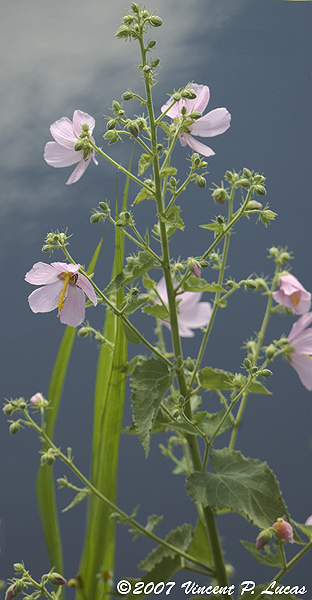 Kosteletzkya pentacarpos (Saltmarsh mallow) (alternate view 8)
