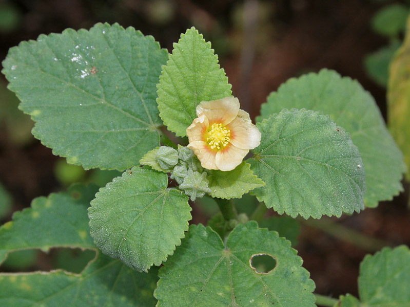 Sida cordifolia (flannel weed) (alternate view 6)