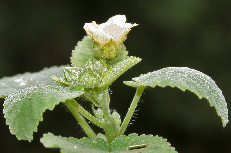 Sida cordifolia (flannel weed) (alternate view 7)