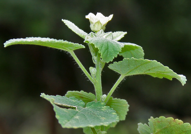 Sida cordifolia (flannel weed) (alternate view 8)