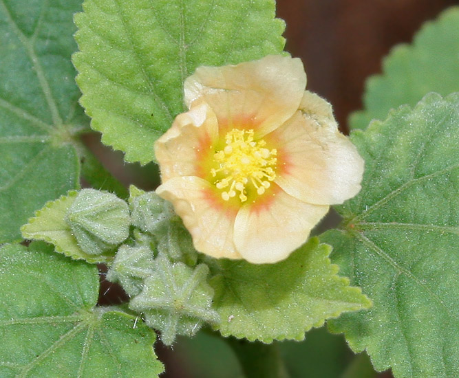 Sida cordifolia (flannel weed) (alternate view 9)