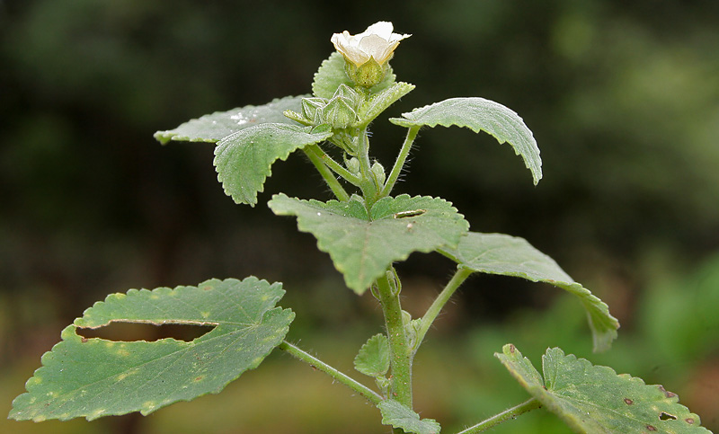 Sida cordifolia (flannel weed) (alternate view 10)