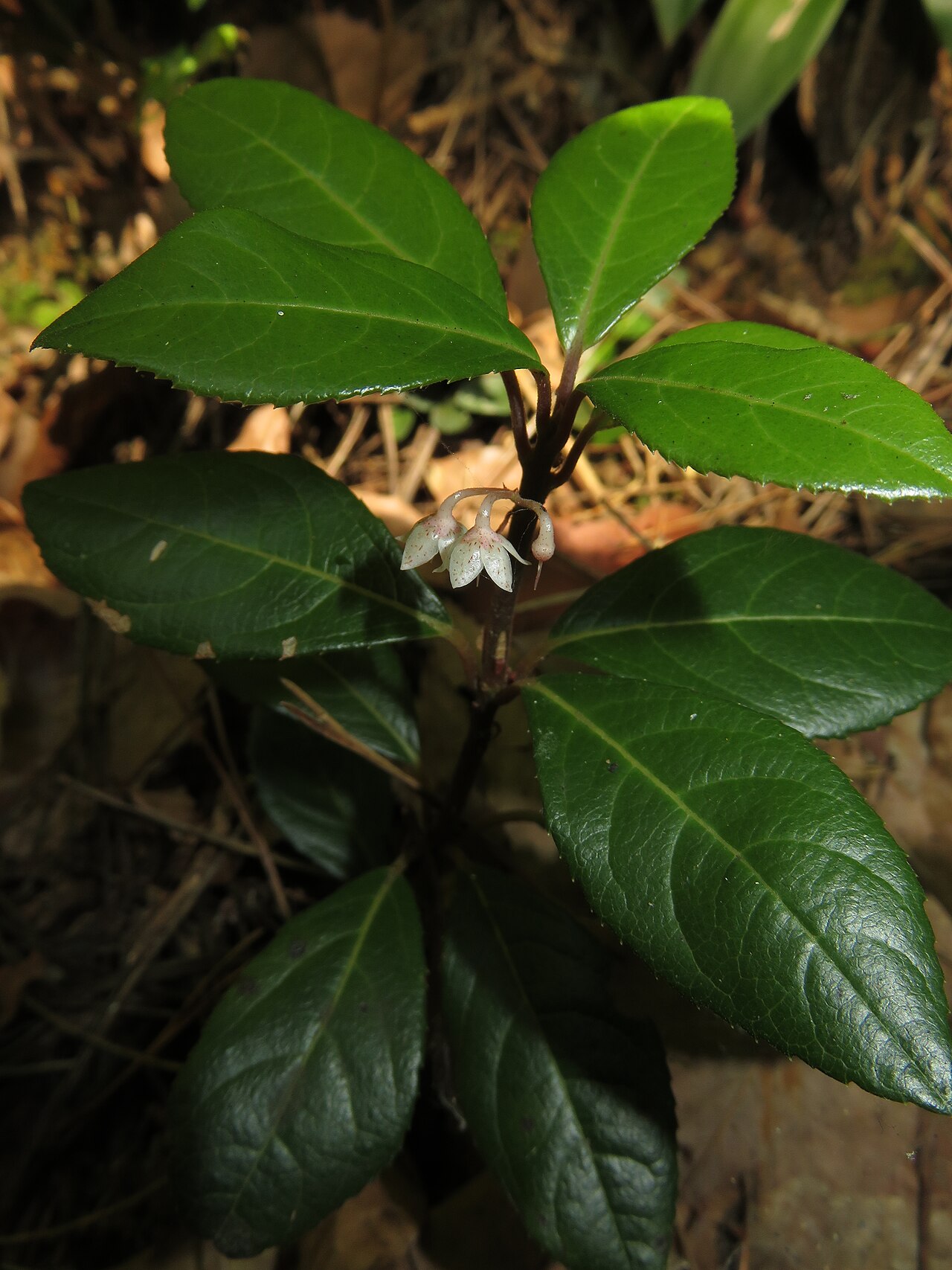 Ardisia japonica, Marlberry — spreading evergreen (Primulaceae) (image 4 of 10)