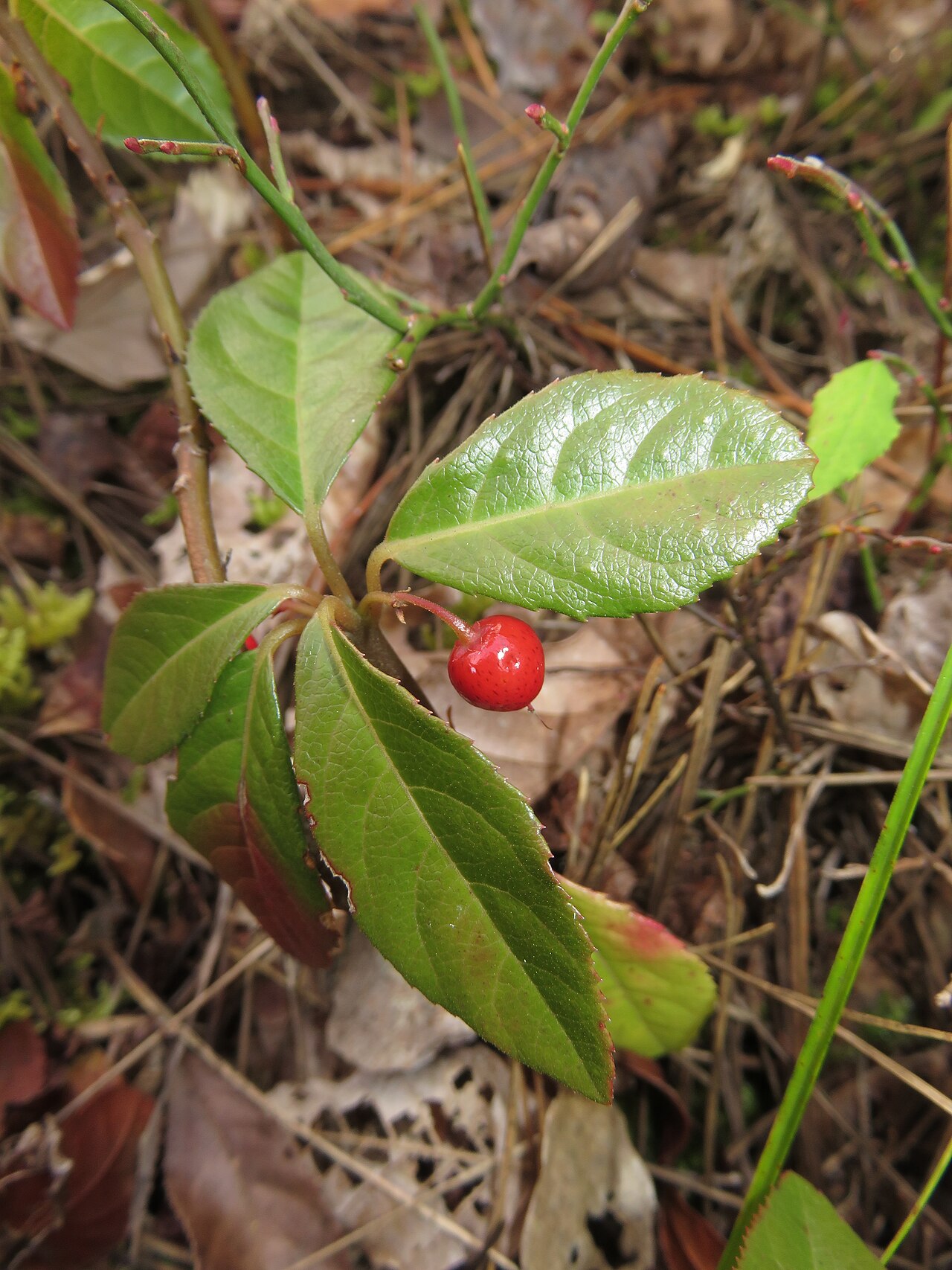 Ardisia japonica, Marlberry — spreading evergreen (Primulaceae) (image 5 of 10)