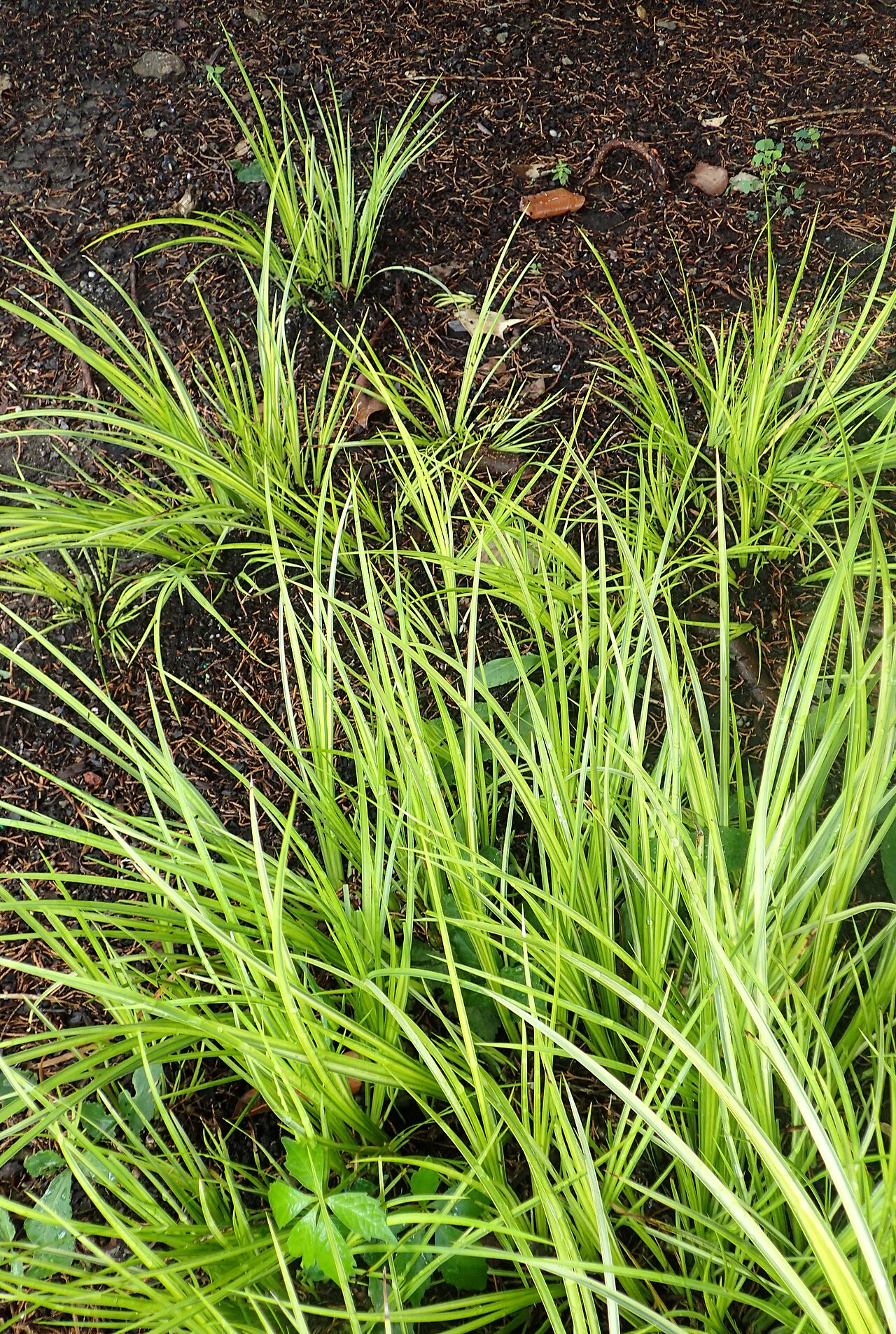 Acorus gramineus, Japanese sweet flag — clumping semi-evergreen (Acoraceae) (image 6 of 7)
