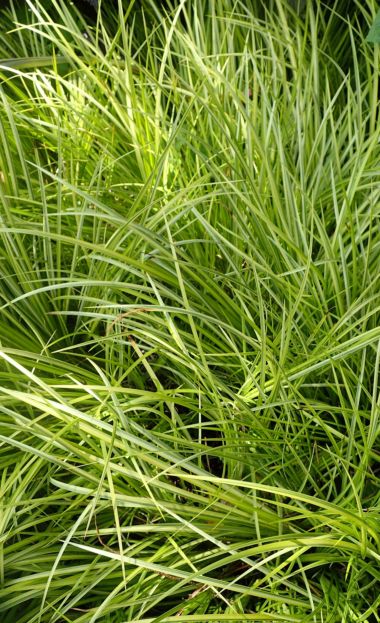 Acorus gramineus, Japanese sweet flag — clumping semi-evergreen (Acoraceae) (image 7 of 7)