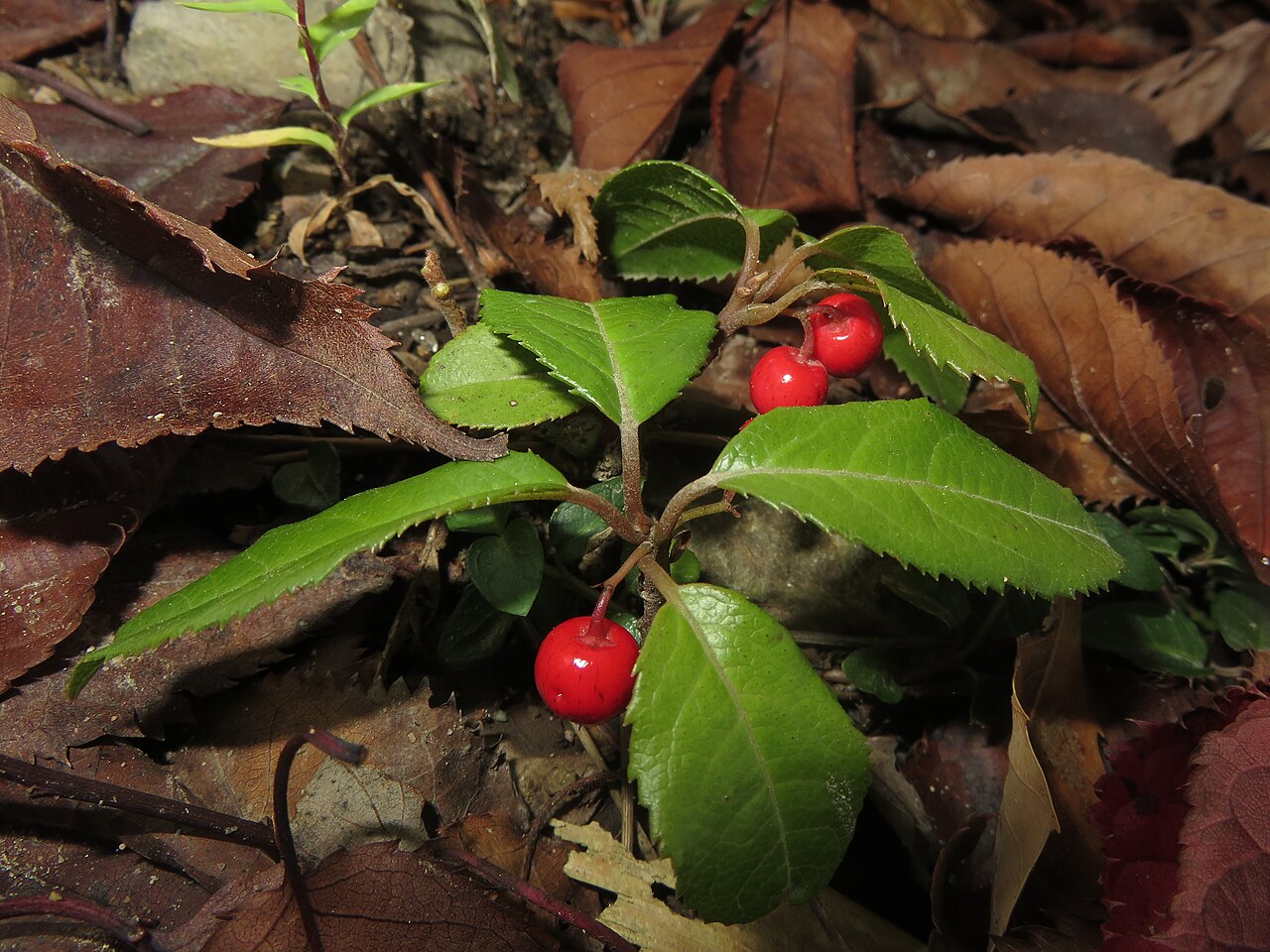 Ardisia japonica, Marlberry — spreading evergreen (Primulaceae) (image 6 of 10)