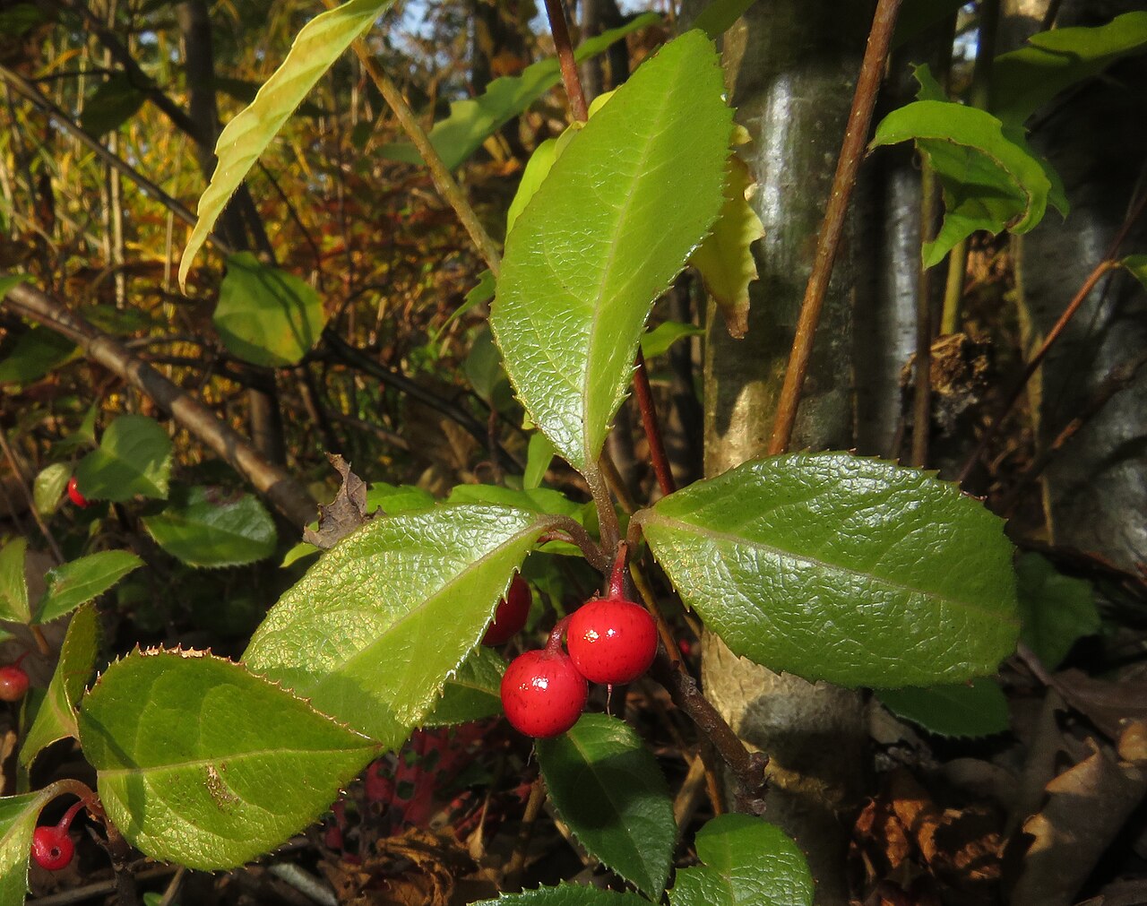 Ardisia japonica, Marlberry — spreading evergreen (Primulaceae) (image 7 of 10)