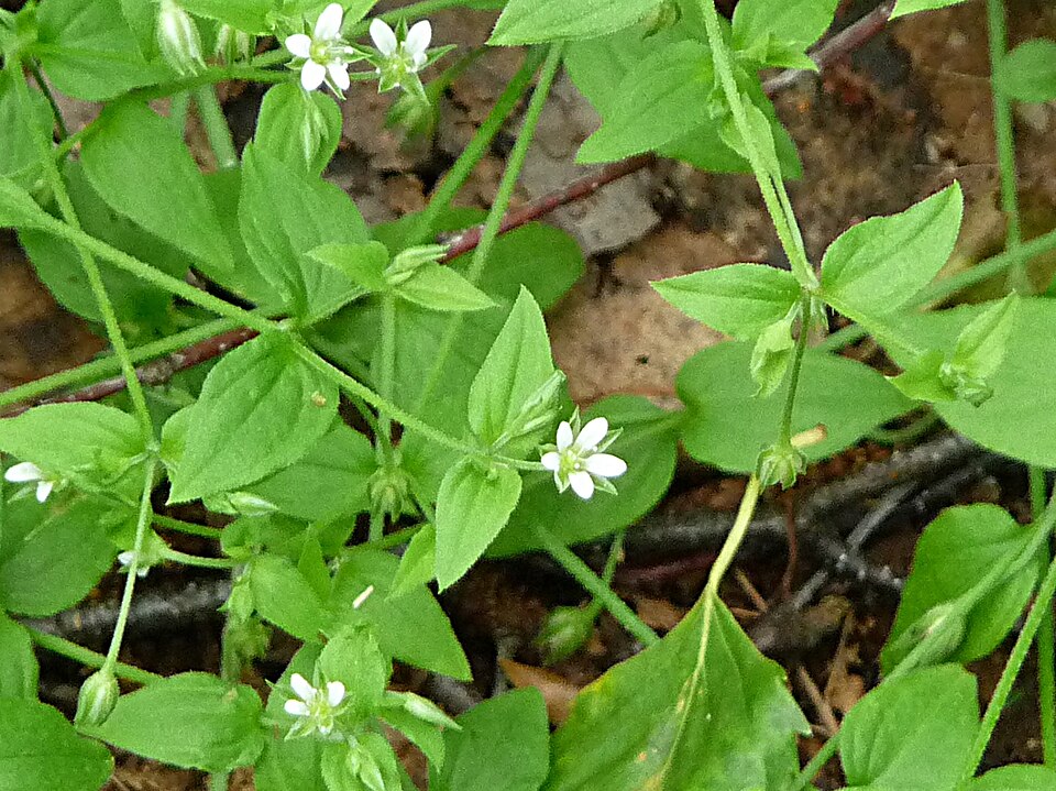 Moehringia trinervia (Three-nerved Sandwort)