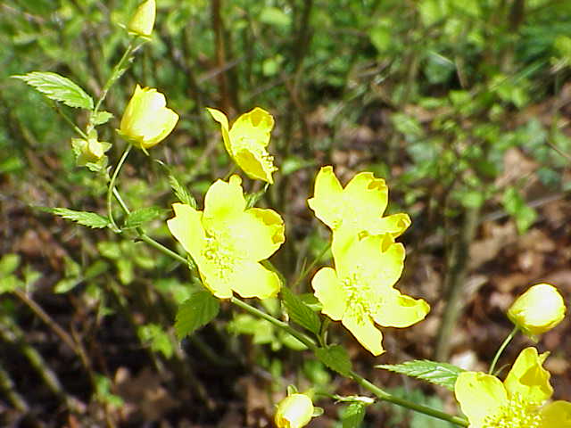 Kerria japonica (Japanese kerria) (alternate view 6)