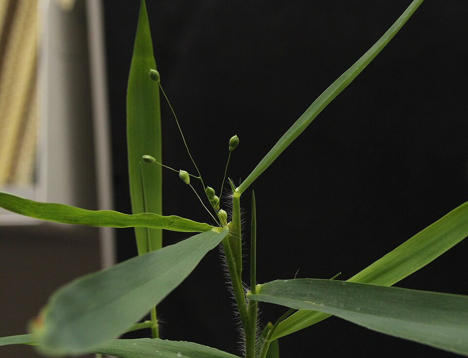 Dichanthelium oligosanthes (Heller's Rosette Grass) (alternate view 4)