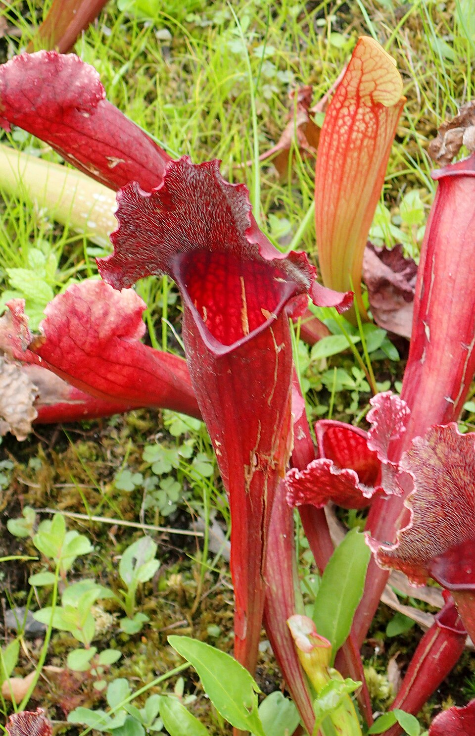 Sarracenia × mitchelliana (Mitchell's Pitcher Plant) (alternate view 6)