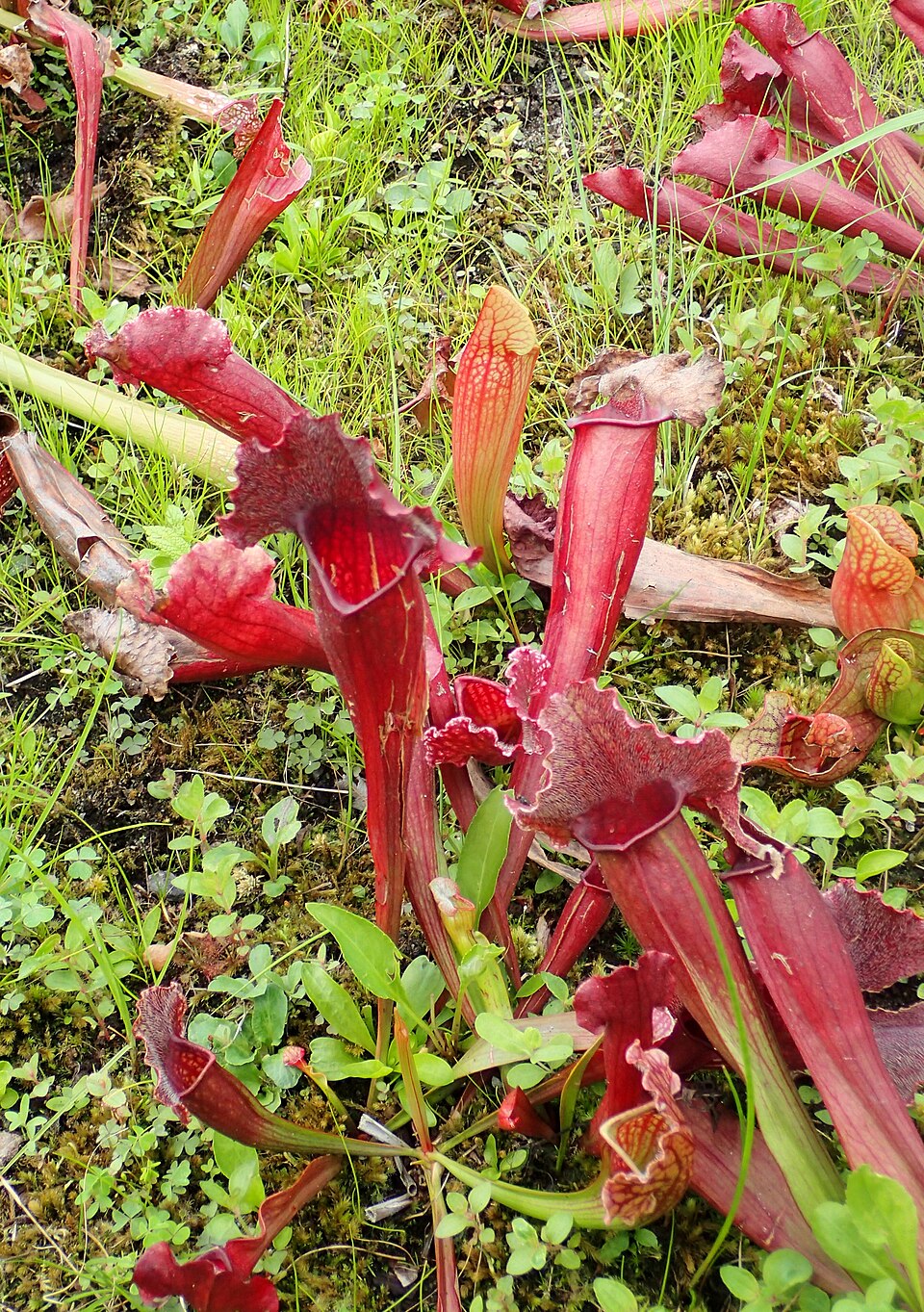 Sarracenia × mitchelliana (Mitchell's Pitcher Plant) (alternate view 7)