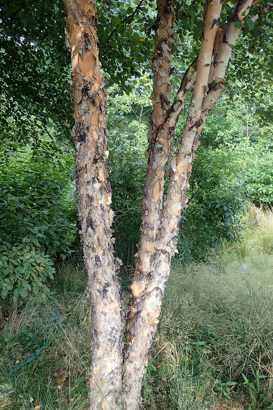 Betula nigra (River Birch) (alternate view 9)