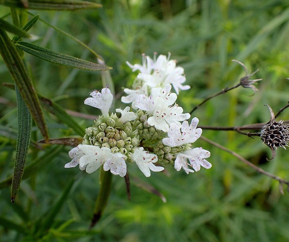Pycnanthemum tenuifolium (narrowleaf mountainmint) (alternate view 10)