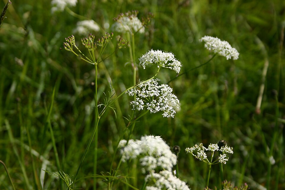 Conopodium majus (Pignut)
