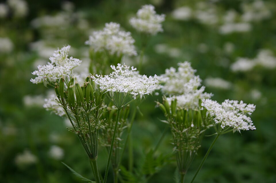 Myrrhis odorata (sweet cicely)