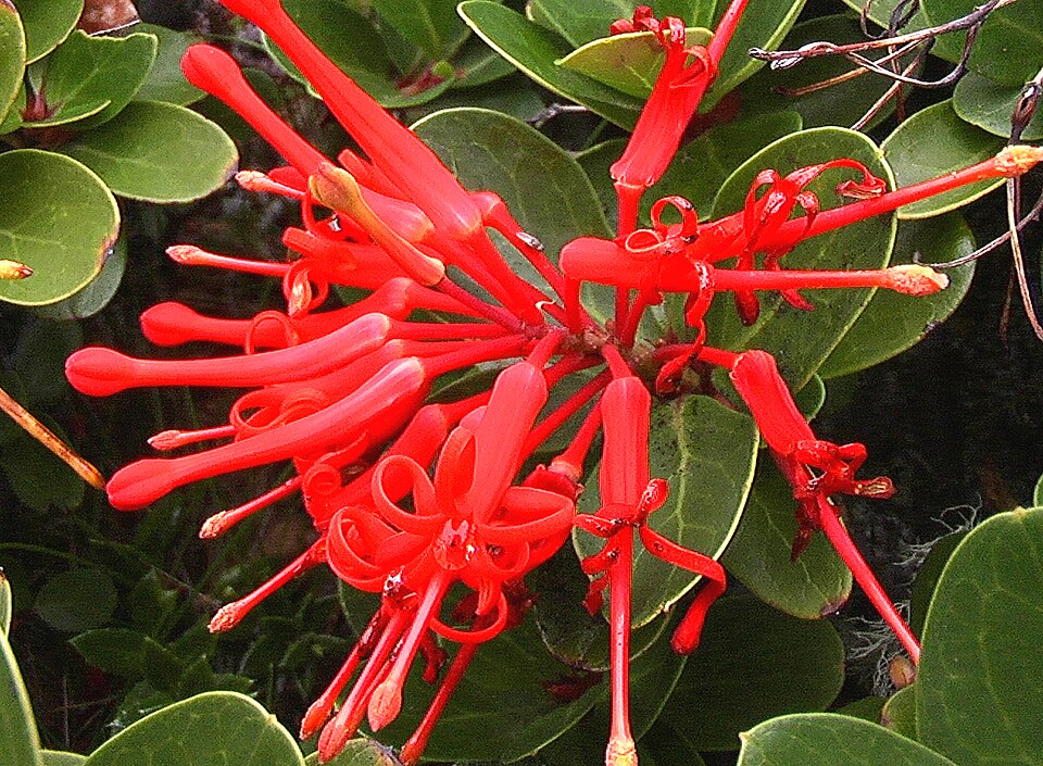 Embothrium coccineum (Chilean fire tree)