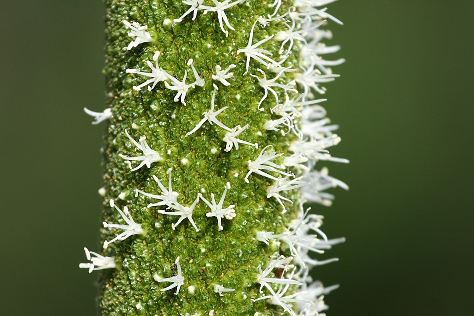 Xanthorrhoea quadrangulata (Yacka) (alternate view 8)