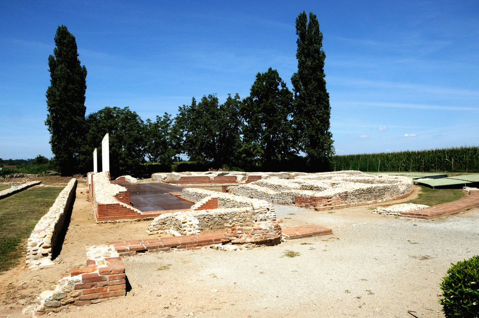 Populus nigra 'Italica' (Lombardy poplar)