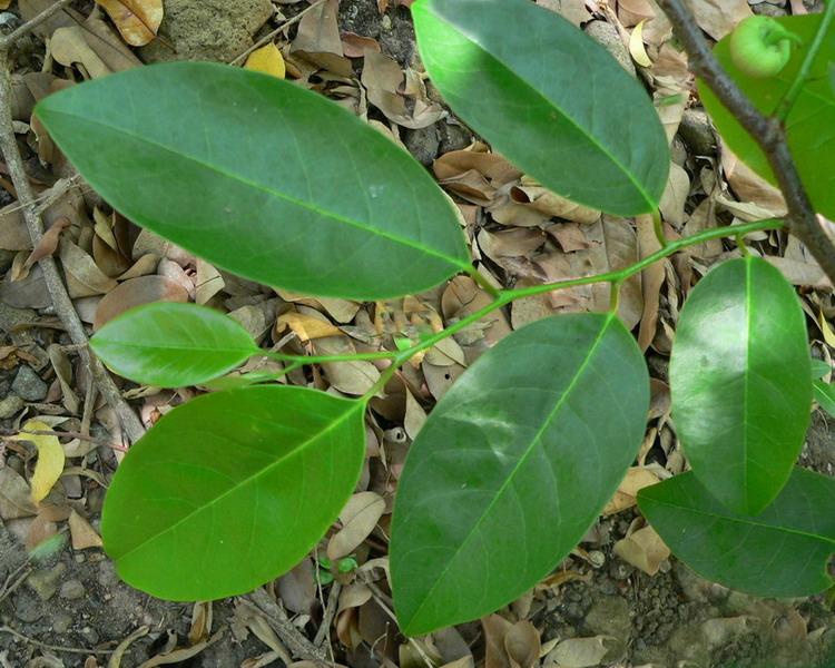 Annona glabra (Pond Apple) (alternate view 9)