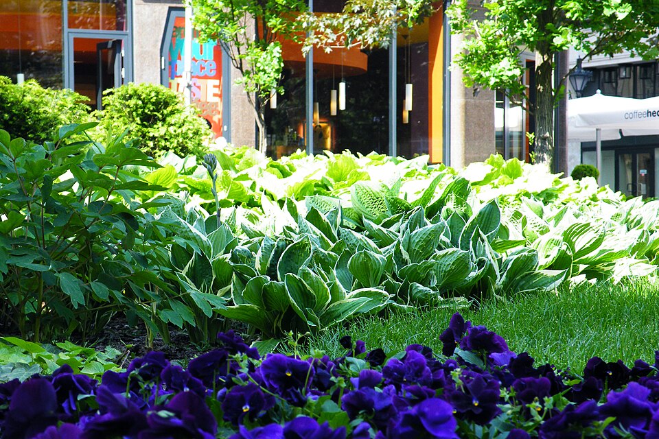 Hosta (hostas) (alternate view 8)