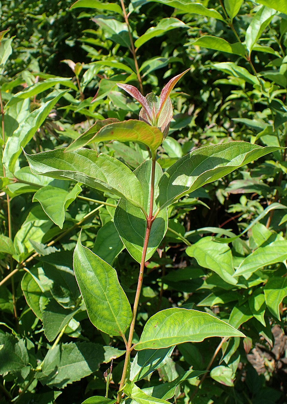 Cornus racemosa (Grey Twig Dogwood) (alternate view 8)