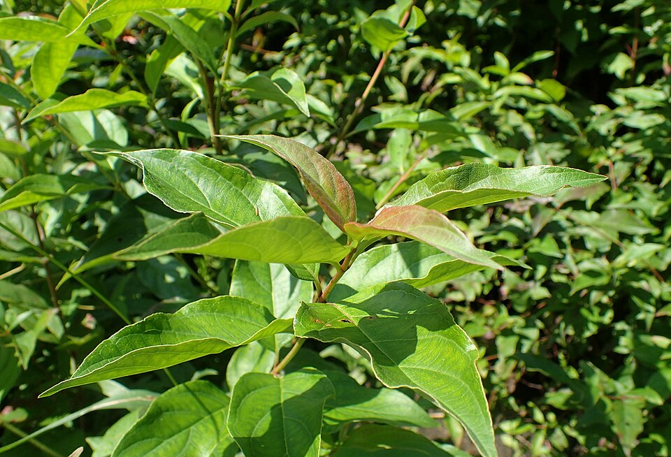 Cornus racemosa (Grey Twig Dogwood) (alternate view 9)