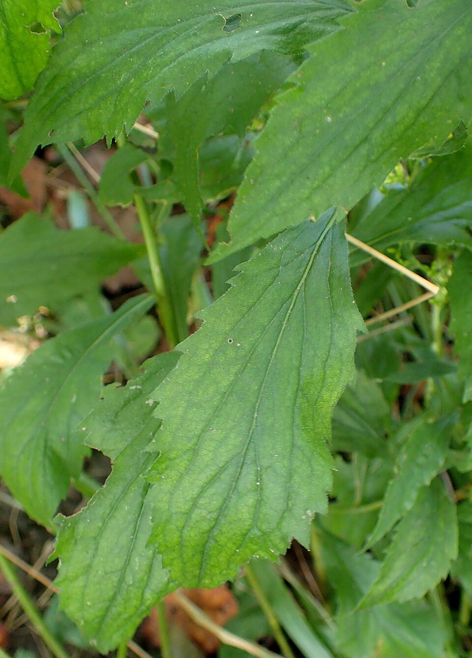 Solidago ulmifolia (elm-leaved goldenrod) (alternate view 6)